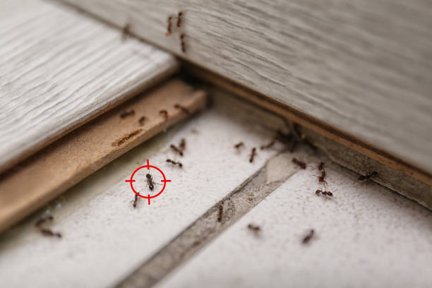 Flea Control Services in Travelers Rest, SC